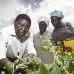 Plantwise–CABI photo